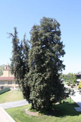 picture of giant redwood trees outside PS building